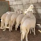 رخال للبيع بهم