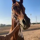 حصان شعبي