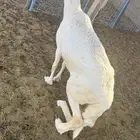 حريه تامه البيع لحم