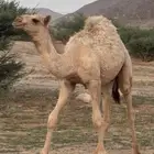 للبيع قعود