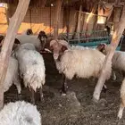 غنم نعيم مقنوي تم البيع