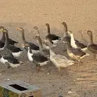 وز للبيع