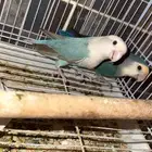 روز منتج