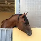 حصان شعبي