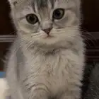 كتن سكوتش فولد