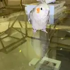 بغبغاء كروان