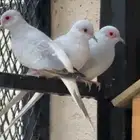 قمري وماسي للبيع