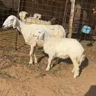 شاة حرية والد حدرها رخل ذبيحه
