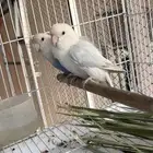 زوج روز منتج انتاج كفو