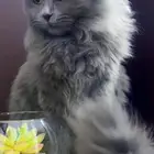 قطه هملاايا فرنسي