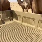 قعود اشقح على ابعير ذيب ابو عجاريد الحمر