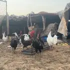 على سوم