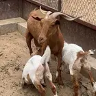 معزاء مواليد