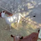 جنوبيات