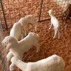 دواغير سوق الجربوع غرب الرياض