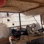 بط مصري منتج