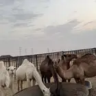 قعدان للبيع قصب