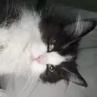 قطه