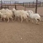 للبيع غنم حرش