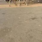 لقحه ثنو على جميع شروط