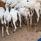 الحرزات