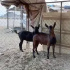 تيس وجفره هجين