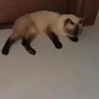 قط انثى للتبني