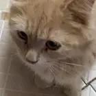 بسه شيرازي للتبني