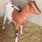 معزا قزميات تابع ودفيع