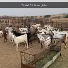 حلال صنف