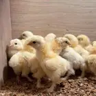 للبيع صوص براهما كولمبي