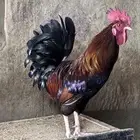 دجاج