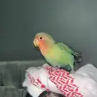 ببغا روز اليف