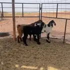 تيوس طيبه