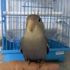 طير روز اليف جدا  جدا  ماعنده عض وعمره حول الشهرين