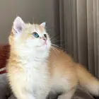 أنثى ( بريتش بيور ) مستوى بطل ( للبيع )