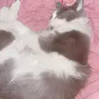 رنيه قطط