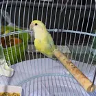 طير روز اصفر ضايع لقيته بالحوش عندي