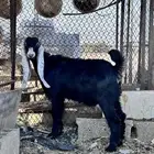 جفره عارضيه