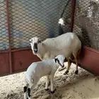 نعجه رفيديه ولد تحتها ذكر