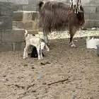 معزا 2معها4