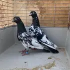 حمام باكستاني