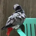 للبيع كاسكو