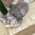 قطه للبيع