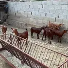 جفار