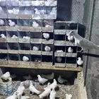 للبيع عشه حمام فرنسي