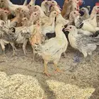 دجاج صوص صيصان