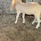 للبيع جفار مندي تيوس