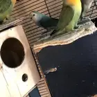 طيور روز العدد9