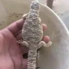 ضبان انتاج محمية